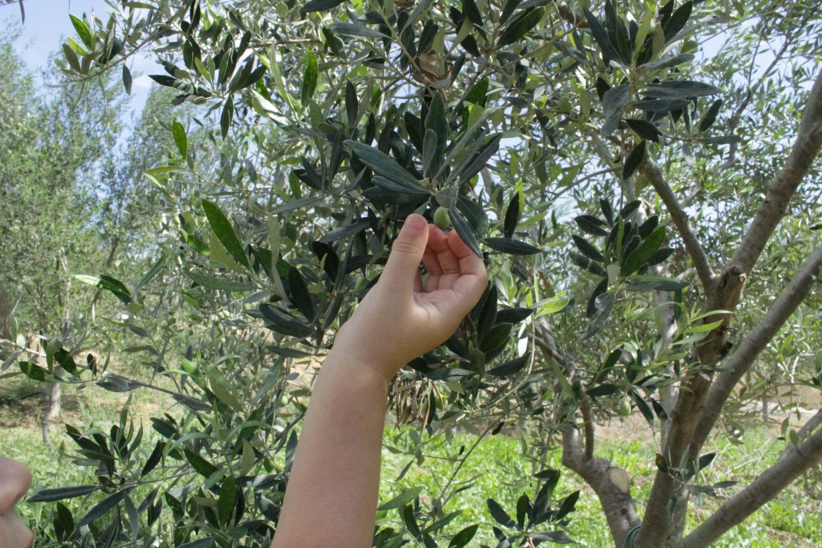 Small hand picking olives from olive tree